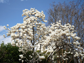 近所をぶらり散歩してきました。　暇～人