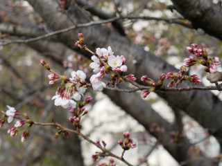 サクラが咲いてきました　暇～人