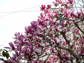 近所をぶらり散歩してきました。　暇～人