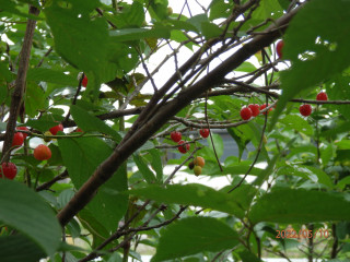 竜田川のサクランボ   　　出舞