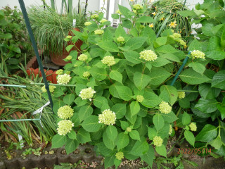 アジサイの季節が来た　　　出舞