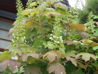 アジサイ日記　　　出舞