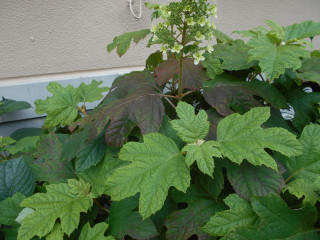 アジサイ日記　　5/21　　　出舞