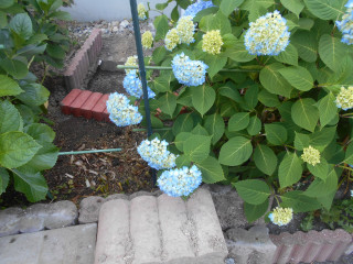 アジサイ日記　　5/23　　　出舞