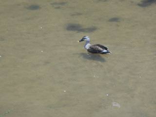 竜田川ぶらり歩き　　　出舞