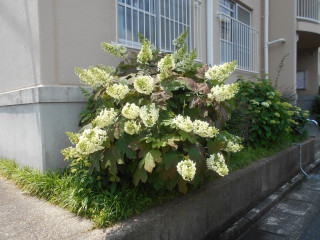 アジサイ日記　　5/27　　出舞