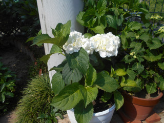 竜田川ぶらり歩き　5/28     出舞