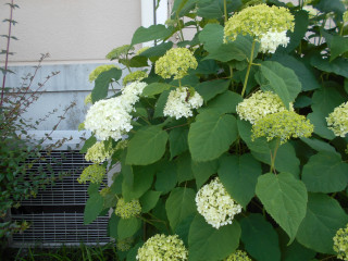 アジサイ七変化　5/29　　　出舞