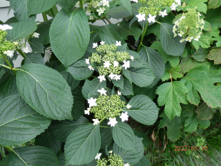 アジサイ日記　　5/30　　出舞