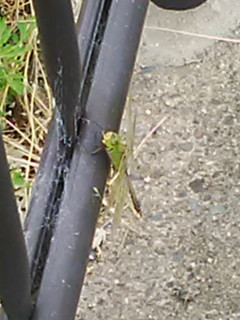 近所をぶらり散歩してきました。　暇～人