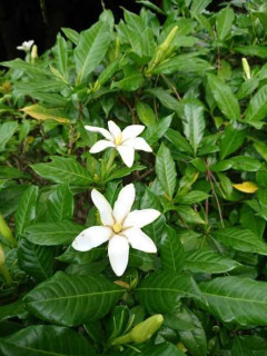 くちなしの花が咲いていました　暇～人