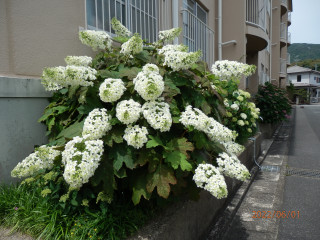 アジサイ日記　　6/1　　　出舞