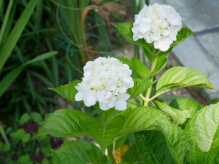 近所をぶらり散歩してきました。　暇～人