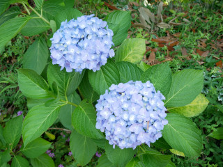 近所をぶらり散歩してきました。　暇～人