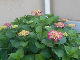 アジサイ日記　＆　ビッグボスからビッグプレゼント　6/3　　出舞