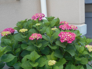 アジサイ日記　　6/7　　　出舞