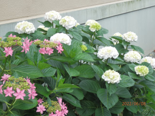 アジサイ日記　　6/8　　出舞