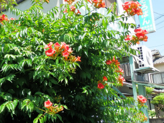 近所ぶらり歩き　赤い花　6/9　　出舞