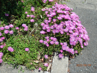 マツバギクの昼と夜　　　出舞