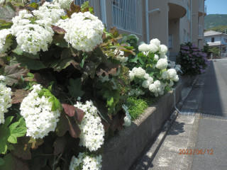 梅雨入り間近　　　出舞