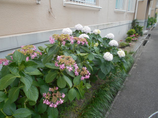 アジサイ日記　　　6/13　　　出舞