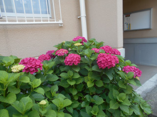 アジサイ満開　大山満開　　出舞