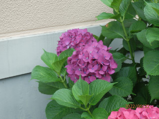 竜田川ぶらり歩き　6/22　　出舞