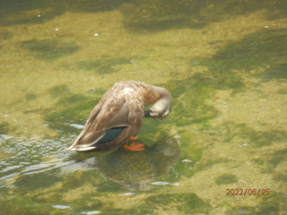 竜田川ぶらり歩き　6/25　　出舞