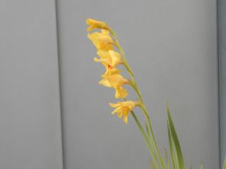 古いアルバムめくり　　6/27　　出舞