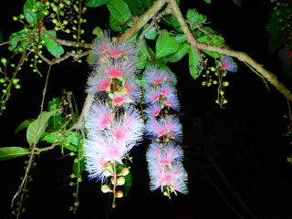 一晩で散る幻の一夜花「サガリバナ」　暇～人