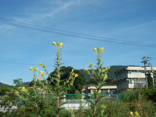 竜田川ぶらり歩き　 8/2     出舞