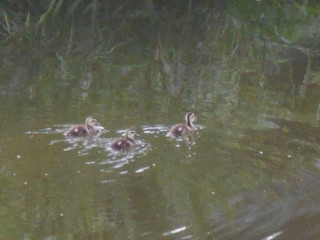 カルガモ観察記　　8/6　　出舞