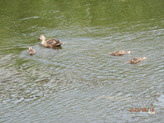 またも負けたか7連敗　　8/16　出舞