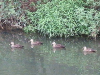 竜田川ぶらり歩き　8/26     出舞