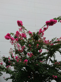 近所をぶらり散歩してきました。　暇～人