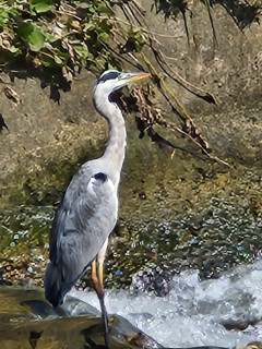 スマホ教室　「マップ」　　　出舞