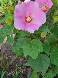 ライン始めました。　出舞