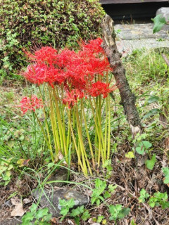 秋をお届けします。　　出舞