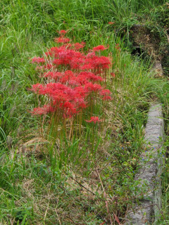 彼岸花　　　出舞