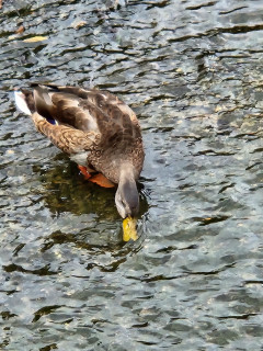 秋の気配　　　出舞