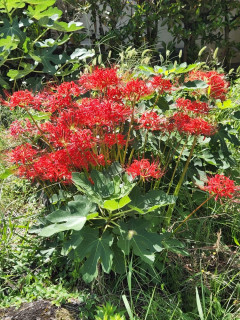 生駒から彼岸花を　　出舞