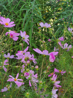 コスモス（秋桜）が咲いていました。　　出舞