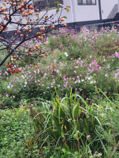 コスモス畑　　出舞