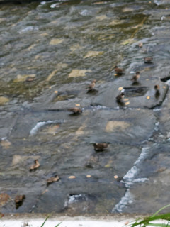 竜田川ぶらり歩き　出舞