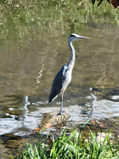 竜田川ぶらり歩き　 10/14  出舞