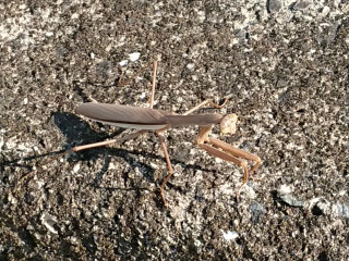 近所をぶらり散歩してきました。　暇～人