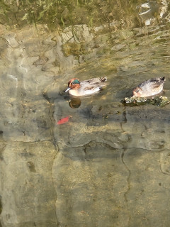 竜田川バードウォッチング　　　出舞