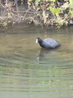 竜田川バードウォッチング　11/14　　出舞