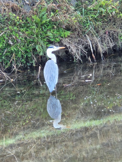竜田川バードウォッチング　11/17　　出舞