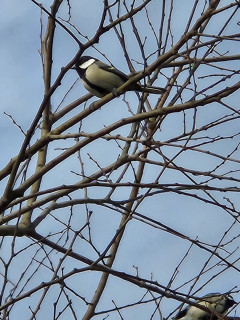 バードウォッチング　12/2　　出舞